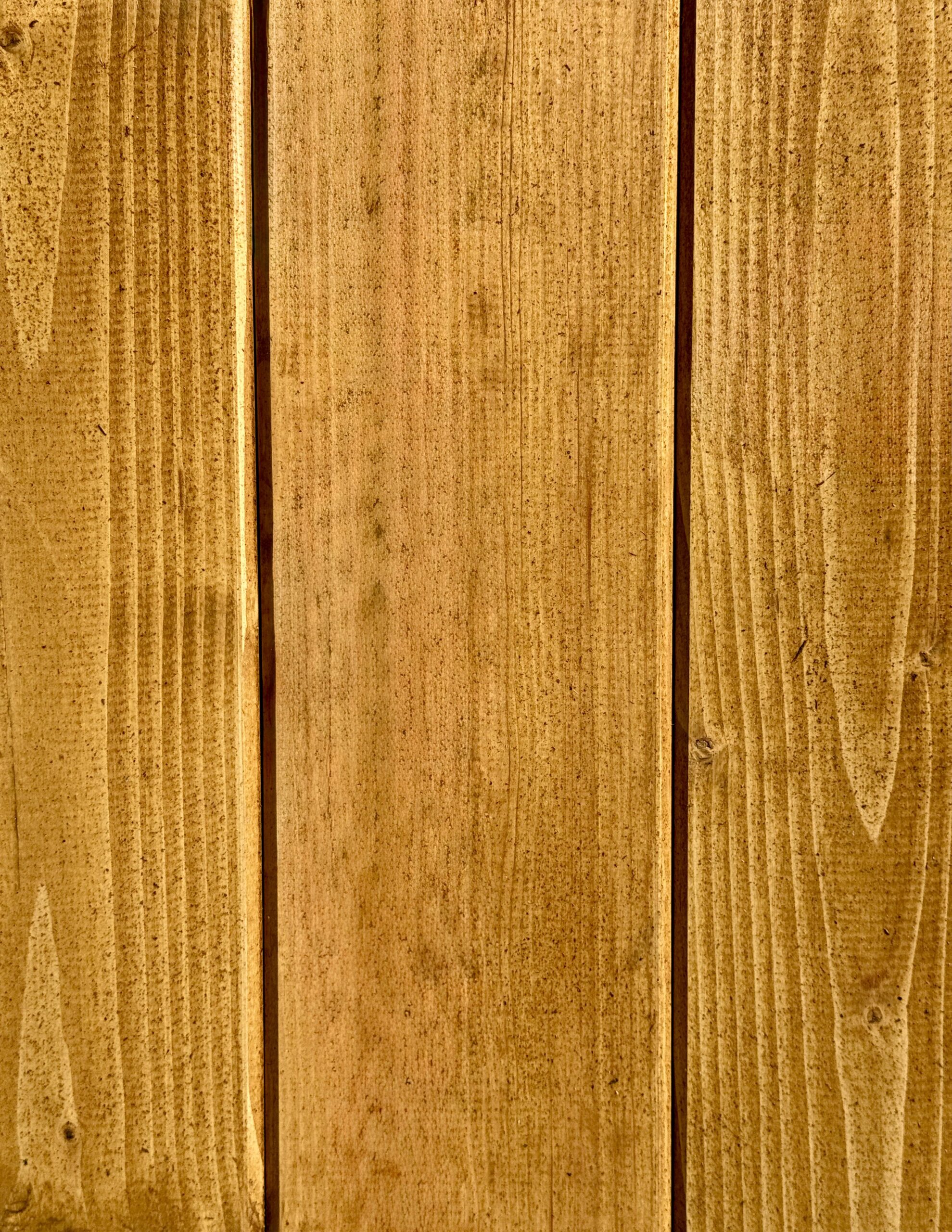Dąb rustykalny